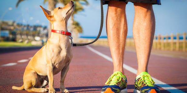 How to teach a shop dog to sit without treats